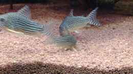 aquarium-von-marcel-kirchhoff-becken-6521_ Rotflossen-Panzerwels (Corydoras Sterbai