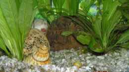 aquarium-von-lena-sebastian-becken-6528_Ein Blick an den linken Rand