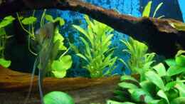 aquarium-von-sascha-nagy-becken-6541_Hintergrund linke Seite - Hygrophila corymbosa und Hydrocoty