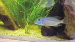 aquarium-von-andreas-rode-becken-6554_Aristochromis christy  Bock 