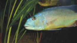 aquarium-von-andreas-rode-becken-6554_Aristochromis christy  Bock 