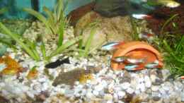 aquarium-von-silke-schlueter-becken-6573_Harnischwels