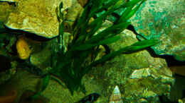 aquarium-von-hardy--african-sun_Vallisneria americana asiatica