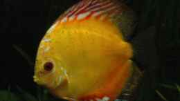 aquarium-von-stephan-hansmann-becken-6607_Diskus Redgolden Dream  ???White Patched??? 