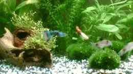 aquarium-von-maria-blumenthal-becken-6625_blauer u roter guppy- die babys sind noch zu klein, bzw die 