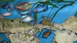 aquarium-von-nimbo-becken-6642_Livingstoni und co