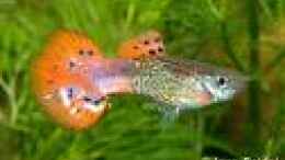 aquarium-von-joelle-thies-becken-6676_Guppys