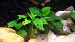 aquarium-von-felix-klett-becken-668_Anubias