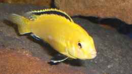 aquarium-von-p-k--becken-6688_Labidochromis caeruleus Yellow