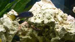 aquarium-von-lutz-altepost-becken-6700_Pseudotropheus elongatus