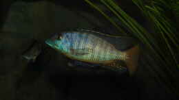 Foto mit Mylochromis sp. Mchuse WFNZ