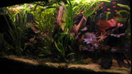 aquarium-von-malawigome-becken-6762_Fransenlipper und Co.