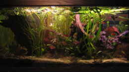 aquarium-von-malawigome-becken-6762_N´ abend