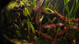 aquarium-von-malawigome-becken-6762_