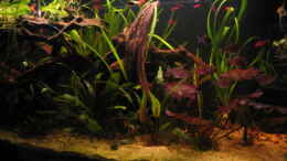 aquarium-von-malawigome-becken-6762_