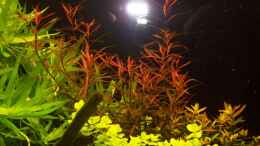 aquarium-von-gunnar-otte-becken-6769_Ludwigia arcuata