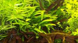 aquarium-von-gunnar-otte-becken-6769_Microsorum pteropus Narrow Leaf