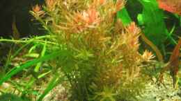 aquarium-von-christian-trommer-juwel-aquarium-rio-240_Rotala sp. Colorata - Kleinblättrige Rotala