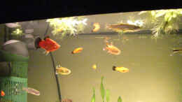 aquarium-von-buedi-ii-becken-6805_Alle vereint...