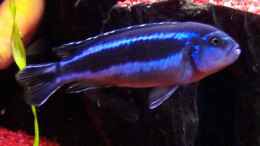 aquarium-von-detlef-lehmann-becken-6851_Melanochromis Johanni