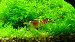 aquarium-von-thomas-zehren-becken-6856_crystal red