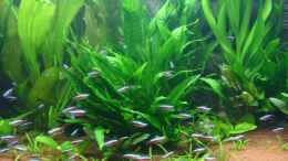 aquarium-von-gerd-gerok-becken-6860_