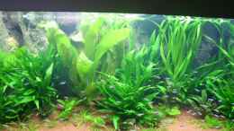 aquarium-von-gerd-gerok-becken-6860_