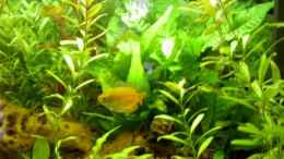 aquarium-von-sf123-becken-6880_