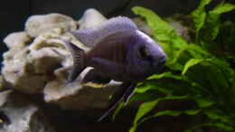 aquarium-von-limited-becken-692_Copadichromis cyaneus F1