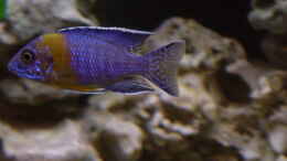 aquarium-von-limited-becken-692_Aulonocara chitimba bay F1