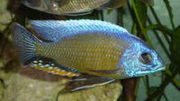 aquarium-von-limited-becken-692_Copadichromis borleyi Nkanda