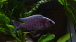 aquarium-von-limited-becken-692_Copadichromis cyaneus F1