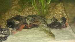 aquarium-von-doris77-becken-6933_Unsere Corys