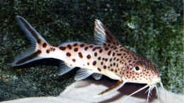 aquarium-von-puetti-becken-6940_Synodontis multipunctatus