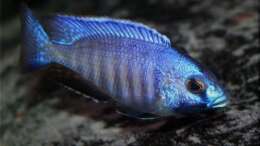 Placidochromis electra - Männchen