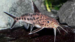 aquarium-von-puetti-becken-6940_Synodontis multipunctatus