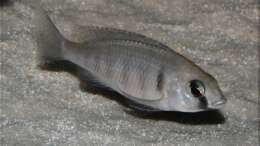 Placidochromis electra - Weibchen