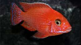 Aulonocara firefish - Männchen