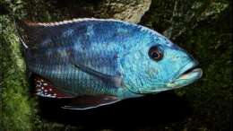 Nimbochromis fuscotaeniatus - Männchen