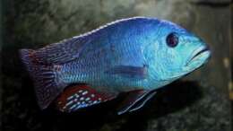 Nimbochromis fuscotaeniatus - Männchen