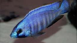 Placidochromis electra - Männchen