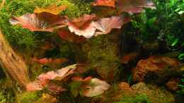 aquarium-von-derflo-asiatisches-ufer_Tigerlotus