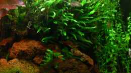 aquarium-von-derflo-asiatisches-ufer_Javafarn