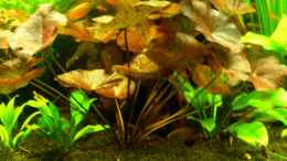 aquarium-von-derflo-asiatisches-ufer_Tigerlotus