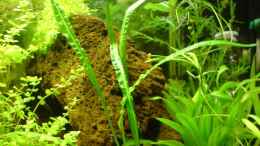 aquarium-von-rico-becken-6960_Cryptocoryne balansae