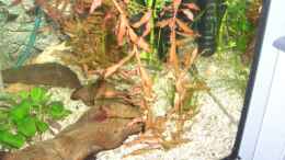 aquarium-von-andre-schumacher-becken-6964_rote nesesea