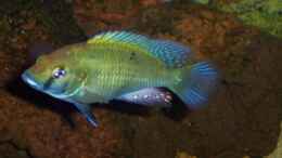 aquarium-von-mario-s--becken-6972_Haplochromis callipterus