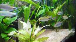 aquarium-von-gerhard-kittel-becken-6988_