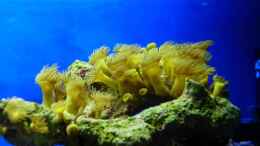 aquarium-von-stefan-kamp-becken-6998_Gelbe Krustenanemone 