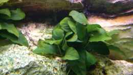 aquarium-von-hundetatwaffe-becken-7007_